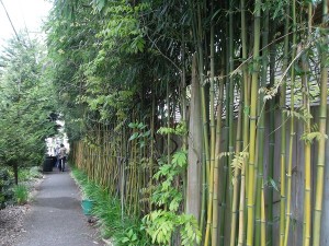 竹フェンス